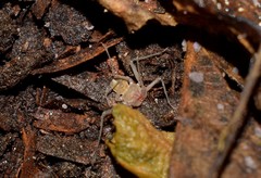 Charinus ioanniticus