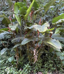 Heliconia nutans