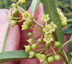 Leichhardtia viridiflora