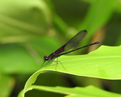 Hetaerina rosea
