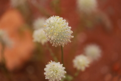 Ptilotus xerophilus