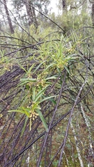 Leichhardtia viridiflora