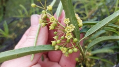 Leichhardtia viridiflora