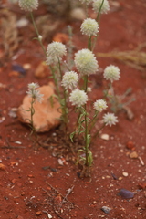 Ptilotus xerophilus