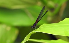 Hetaerina rosea