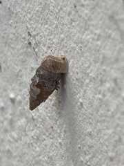 Choanopomops largillierti