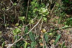 Aeonium undulatum image