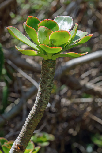 Aeonium undulatum image