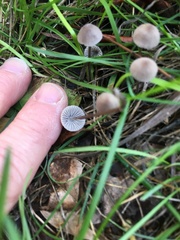 Mycena