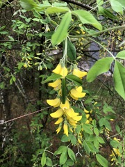 Laburnum anagyroides