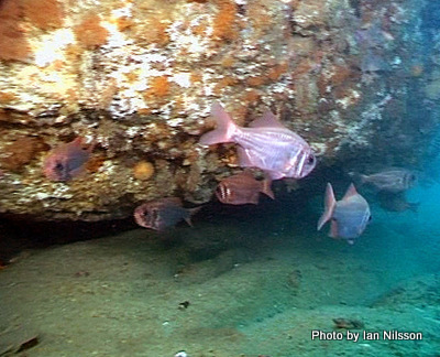 Common Roughy (Paratrachichthys trailli) - Marine Life Identification