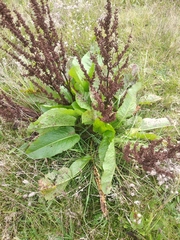 Rumex obtusifolius