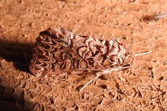 Callopistria granitosa