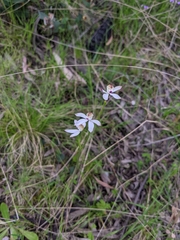 Caladenia moschata