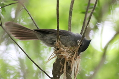 Trochocercus cyanomelas cyanomelas