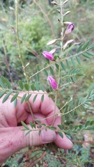 Tephrosia brachyodon