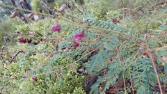 Tephrosia brachyodon