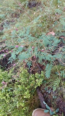 Tephrosia brachyodon