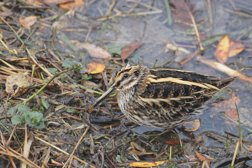 Jack Snipe photo