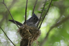 Trochocercus cyanomelas cyanomelas