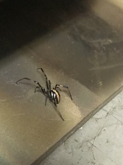 Latrodectus hesperus