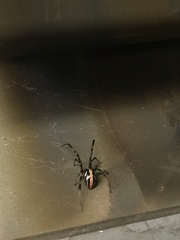 Latrodectus hesperus