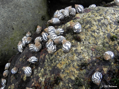 Echinolittorina peruviana