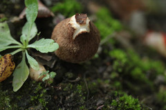 Mallocybe fuscomarginata