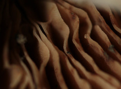 Mallocybe fuscomarginata