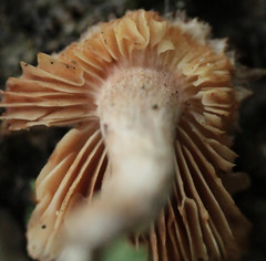 Mallocybe fuscomarginata