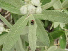 Enoclerus triplagiatus