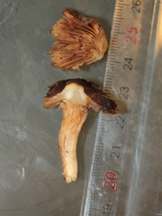 Mallocybe fuscomarginata