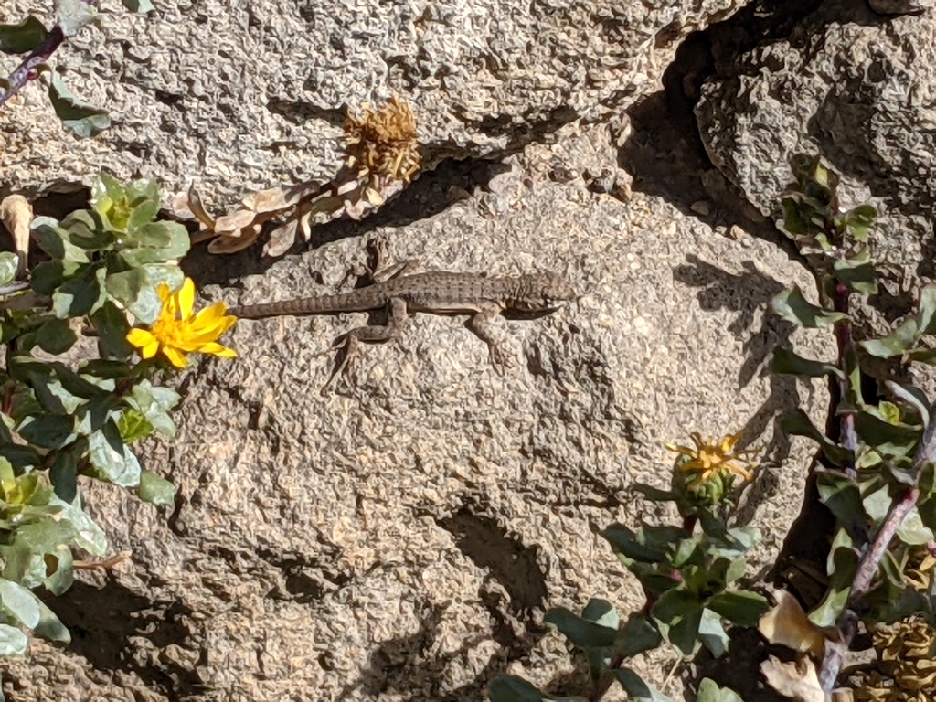 Caylloma Smooth-throated Lizard