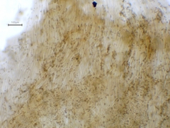 Mallocybe fuscomarginata