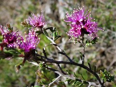 Kunzea parvifolia