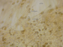 Mallocybe fuscomarginata