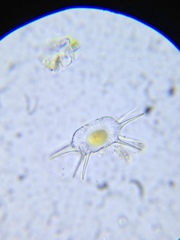 Xanthidium antilopaeum