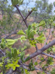 Vangueria triflora