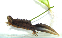 Triturus dobrogicus