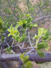 Vangueria triflora