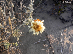 Plectocephalus gayanus