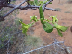 Vangueria triflora