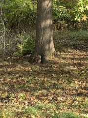 Sciurus carolinensis