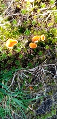 Neottiella