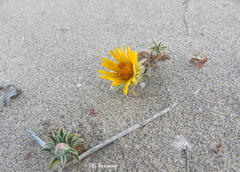 Chaetanthera glabrata