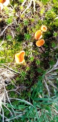 Neottiella