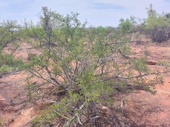 Vangueria triflora