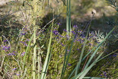 Calectasia intermedia