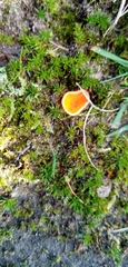 Neottiella