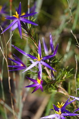 Calectasia intermedia